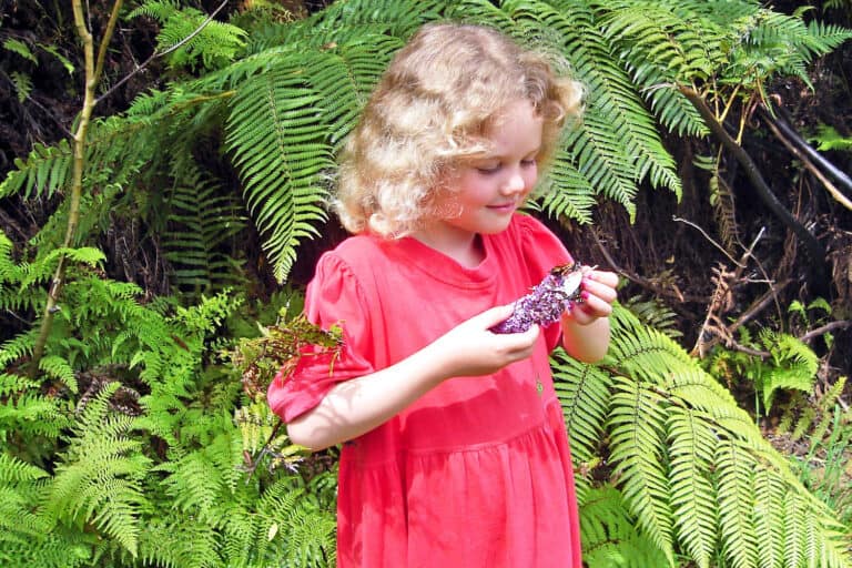 Early childhood education in practice - this is a child looking at butterfly on buddleia with NZ native ferns in the background.