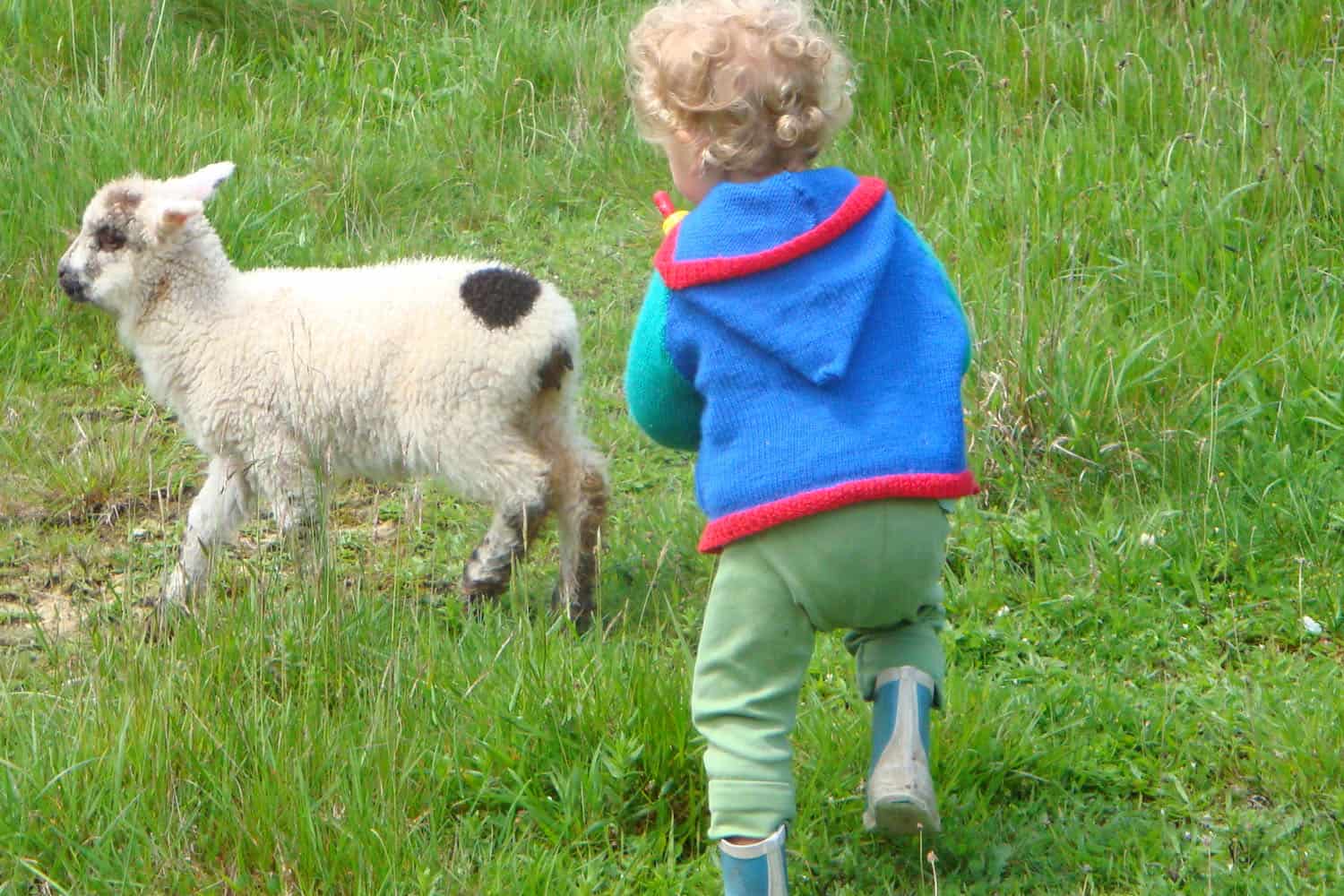 Toddler with bottle of milk to feed lamb.