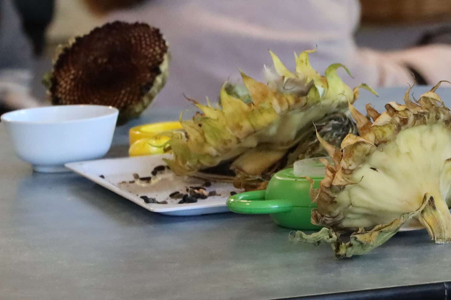 sunflower heads on table for children to remove and view (science)