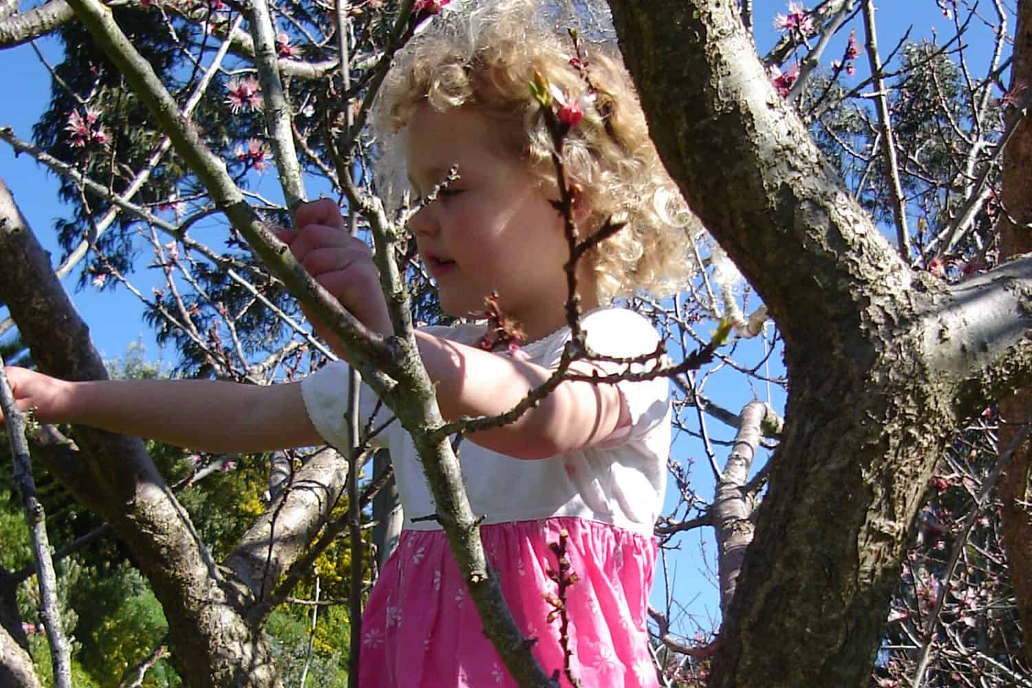 child climbs fruit tree